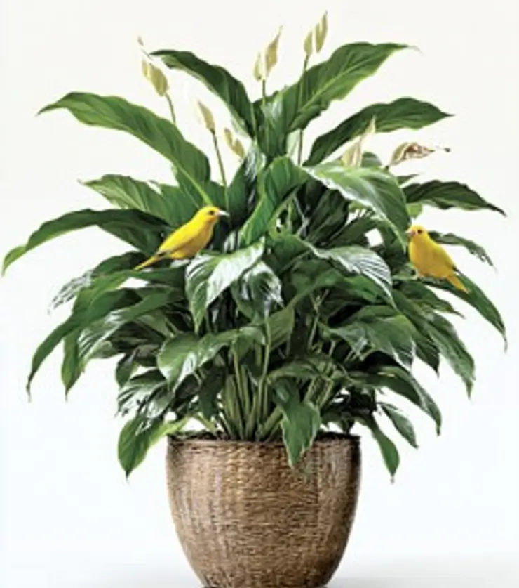 A Peaceful River Meditation