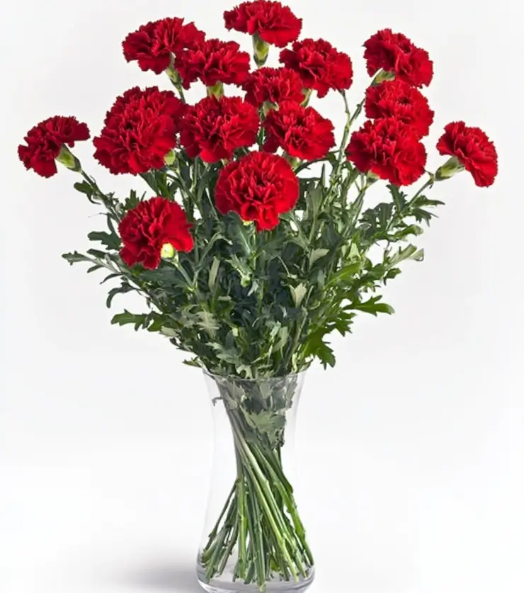 Perfectly Pink Carnations